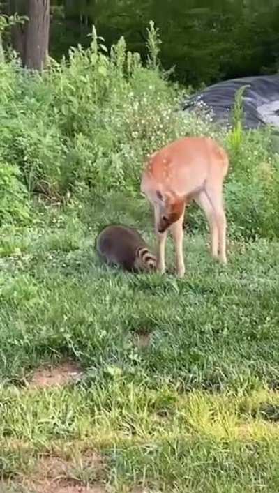Making friends