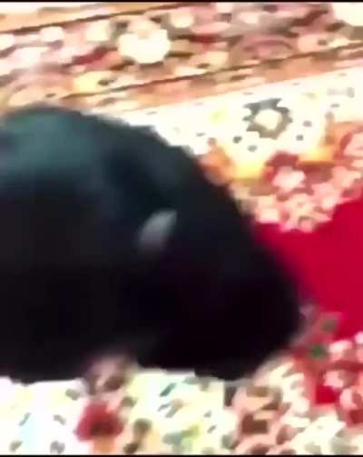 monkey taking a hit