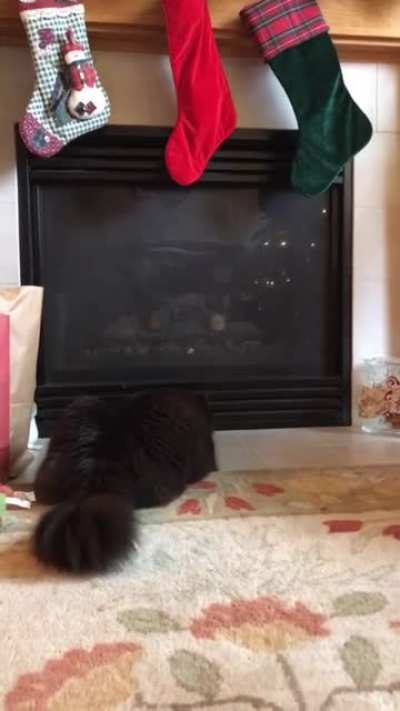 *No cat was harmed in the making of this jump scare*