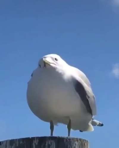 You hath disturbed the seagull
