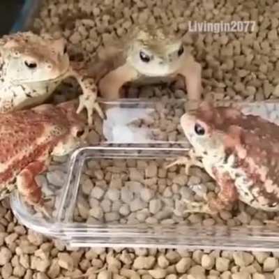 Yo y mis hermanos cuando el hermano m&aacute;s chico se come la &uacute;ltima sopaipa