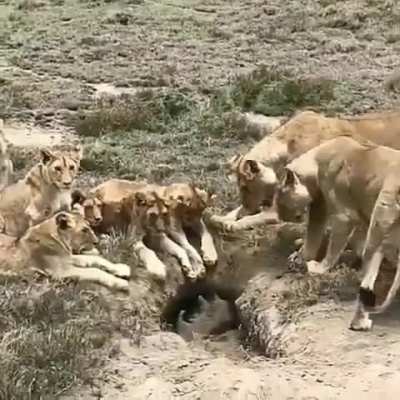Warthog Hunt Pending...