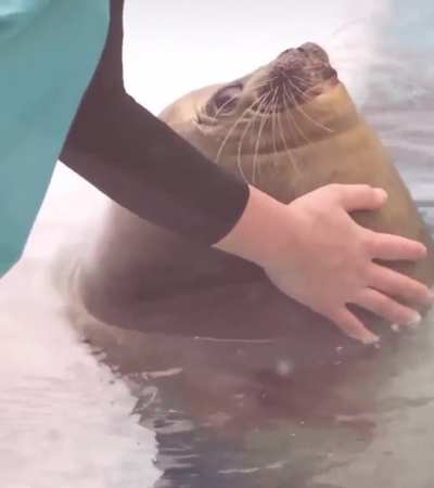 Chonk rub