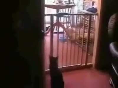 Cat Like Agility