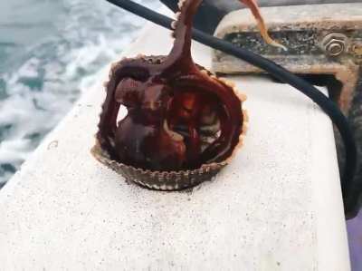 🔥 Captured Octopus makes a break for it!!