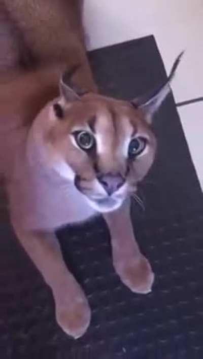 Привет, кошечка