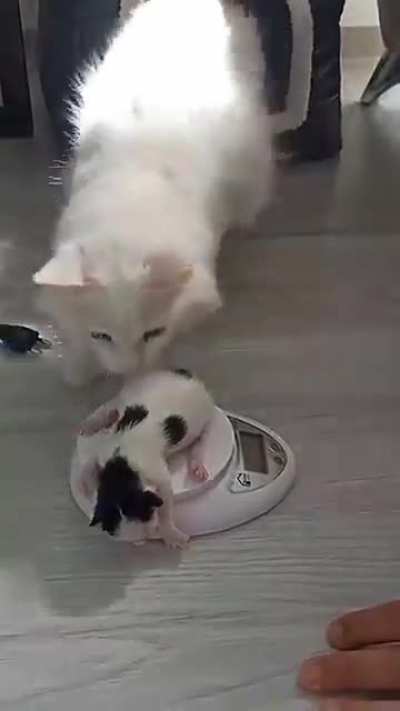 Cat Mom Carries