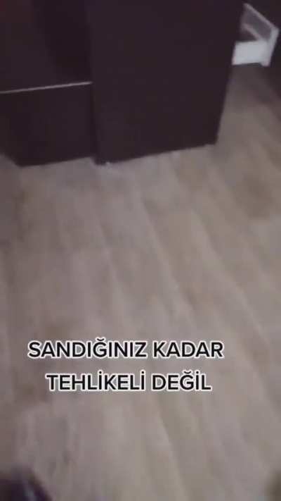 horluyo ya