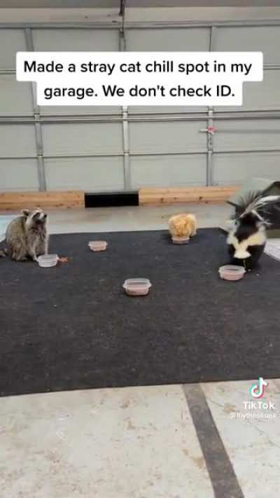 Somebody who cares for stray cats.
