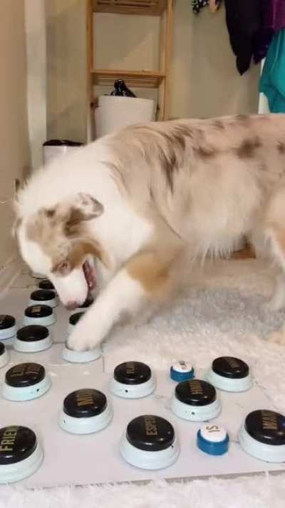 This dog&rsquo;s owner taught him to communicate with sound buttons.