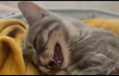 Sneezers