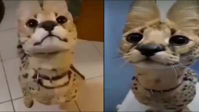 wordington cats