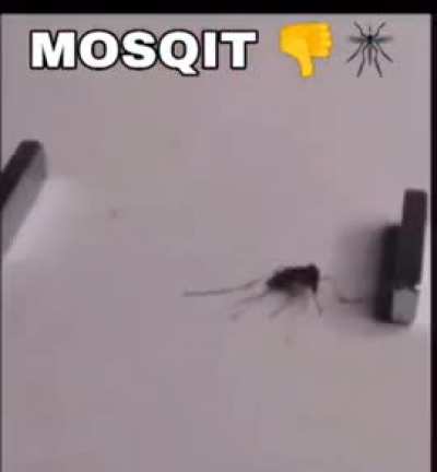 Death to mosqit!