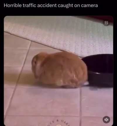 😿