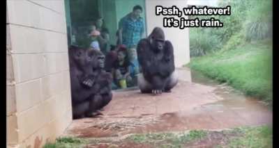 Rain, rain, go away