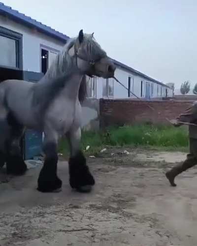 Вот это конина