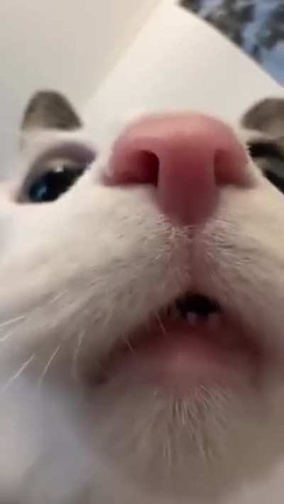 Meow