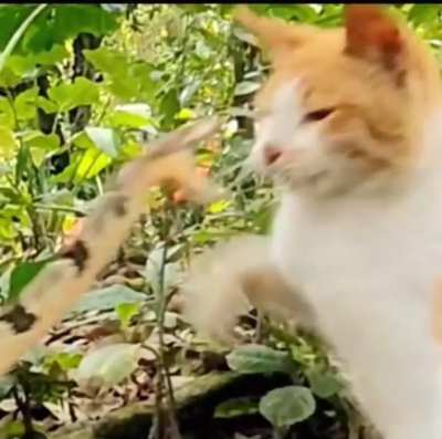 To attack a cat