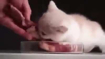 Ferocious beast