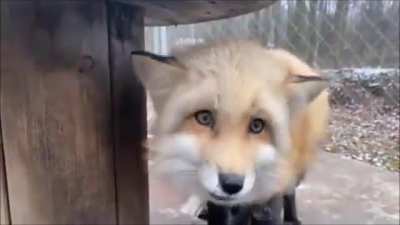 UPVOTES SO RYAN CAN SEE THIS FOXES