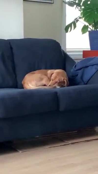 (sound up) My newly adopted girl snores like she&rsquo;s in an echo chamber