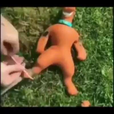 Ov&ocirc; lhe pegar Salsicha 