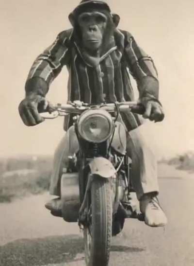 Civilised monke