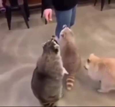 WizArD mAkES racCoOn sPiN UncOntRoLLaBlY AnD iT fVCkInG diES oF eXhaUsTiOn