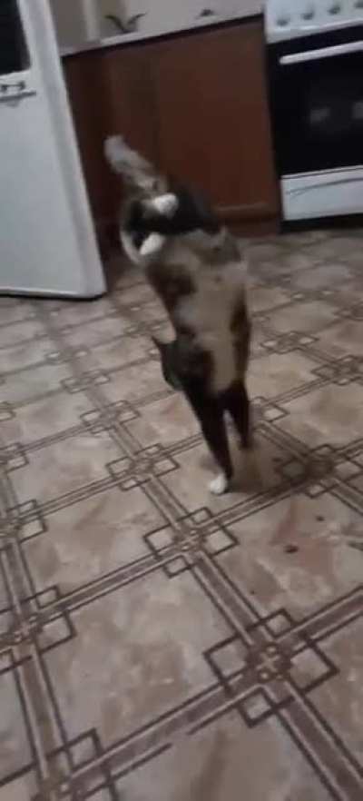 cat do be walking