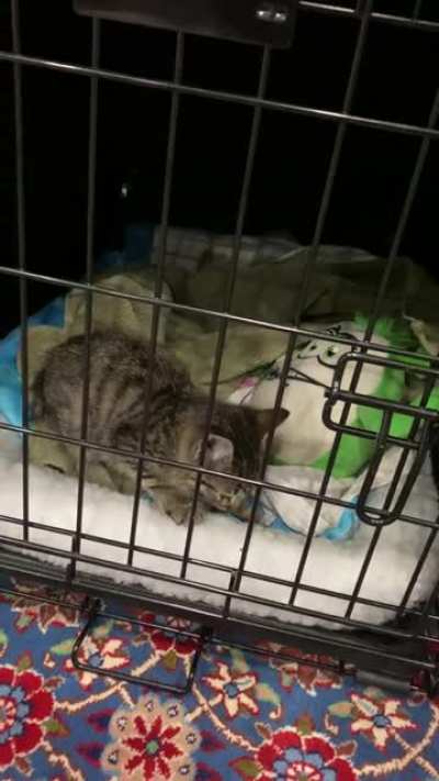 Husband found a kitty on the freeway! We realized he just wanted to be held! He&rsquo;s up for adoption at East Valley Animal Shelter in Los Angeles! (A1957212)