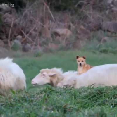 To herd sheep