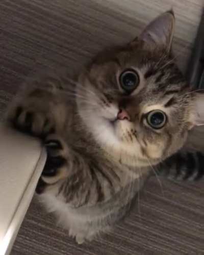 "Can I have some attention please?"