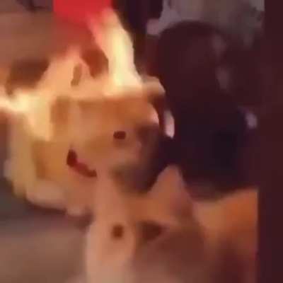 Can we get a "yeehaw" in the comments for our sad boi?