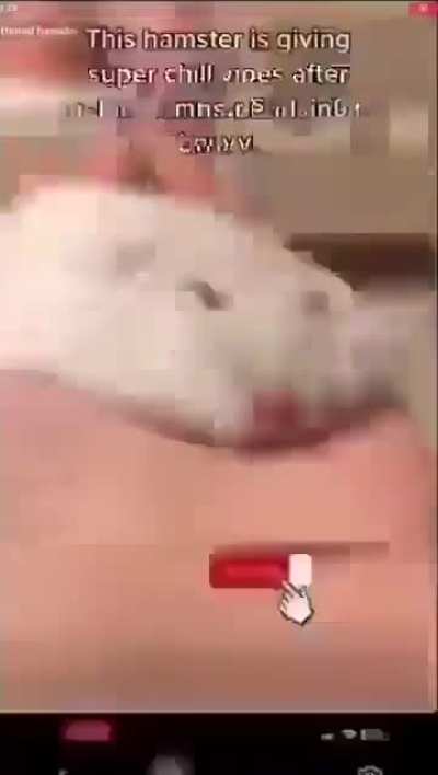 Hamster