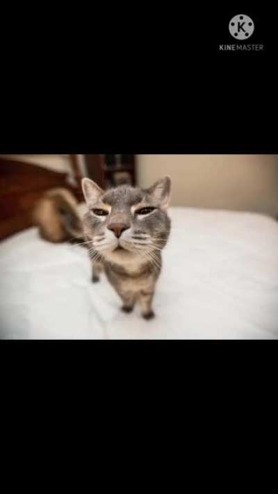 Just a cute cat staring at the camera