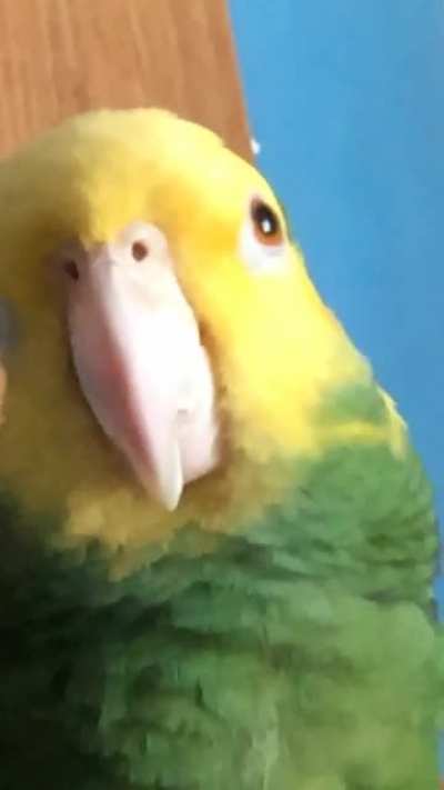 Butters wants to say hello to all his new friends!