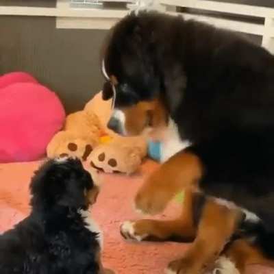 good boy ;-)