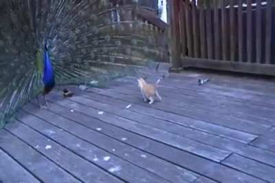 Tail-Full of Cat Toys