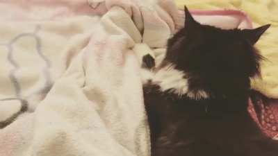 Jack & Helen — Twin Cats Double Kneading 🐾🐾