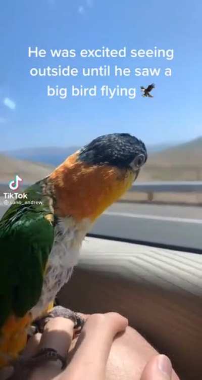Birb screm