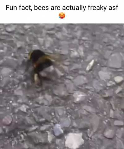 the bug shaker