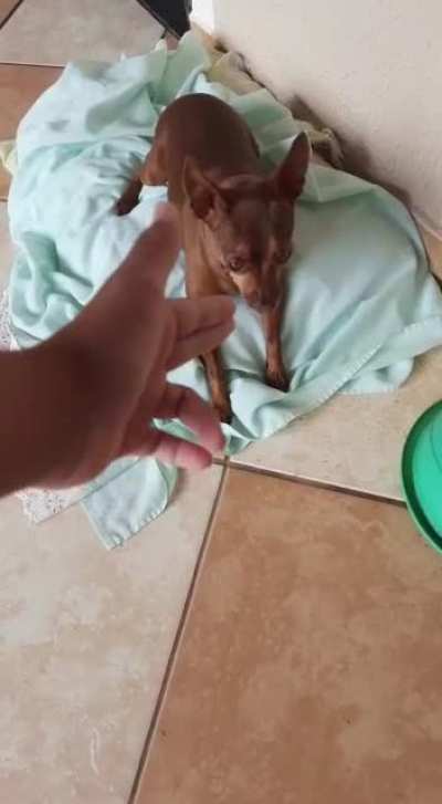 Not exactly a scream, but I think it fits here well
