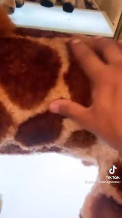 Giraffe