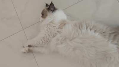 Actual footage of my cat putting up with my shit