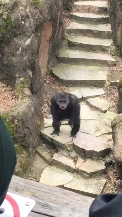 Bad Monkey!