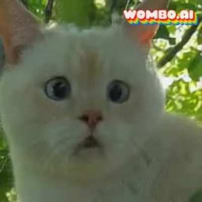Вся кошачья боль от пустой миски