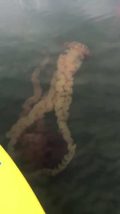 Cursed_waters