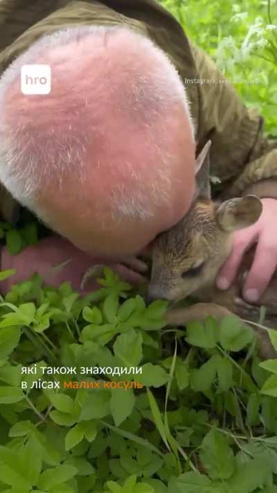 Ivan Derenko is a craftsman from Ivano-Frankivsk region. In 2024, he met a baby roe deer in the forest and took it home. After many videos with the animal, Mr. Ivan was offered to take other roe deer that people met. So the man had his own mini-reserve.