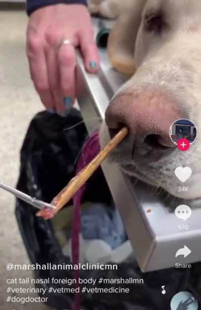 Removing a little splinter from a dog&rsquo;s nose