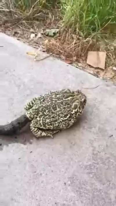 This Frog Dropping a Massive LOG